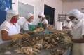 Diversifica producciones Empresa Pesquera Industrial de Cienfuegos