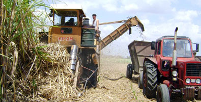 Producción azucarera