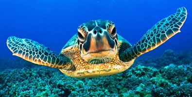 Tortugas Marinas