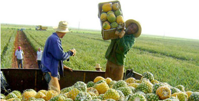 Comercialización de productos agrícolas