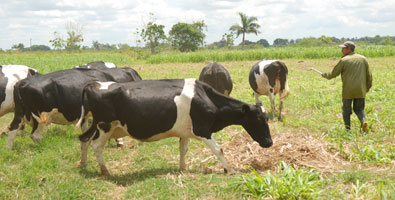 Empresa pecuaria genética en Artemisa