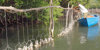 Pesca de ostiones