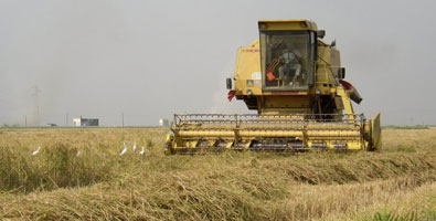 Producción de arroz