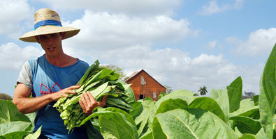 Tabaco pinareño