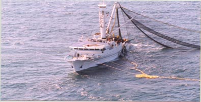 El mar y sus alimentos