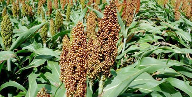 Cultivo de sorgo