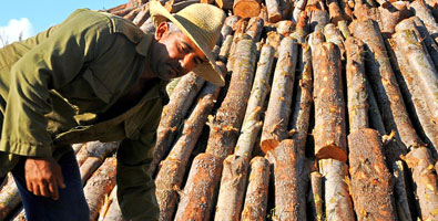 Producción de carbón vegetal