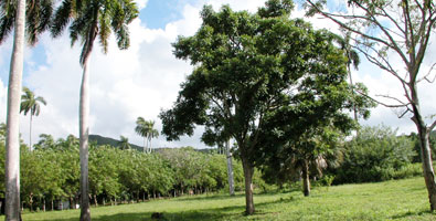 Zonas boscosas de Cuba