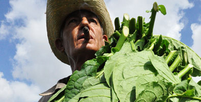 XVIII Festival del Habano