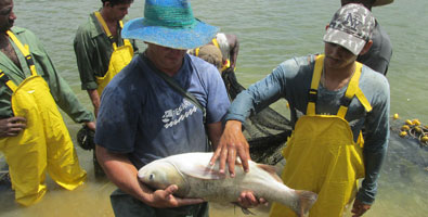 Especies acuicolas