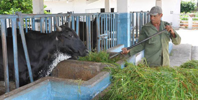 Alimentación animal