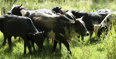 Productoras de miel-urea-bagacillo para alimentación bovina