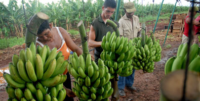 Productores de referencia del país