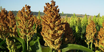 Sorgo