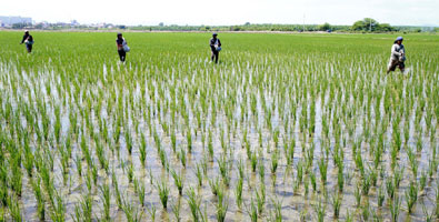 Sur del Jibaro, arroz y más