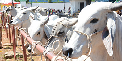 Recuperación ganadera en Holguín