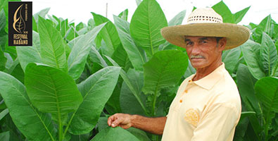 A deleitarse a la mea del habano