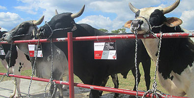 Salud animal y genética