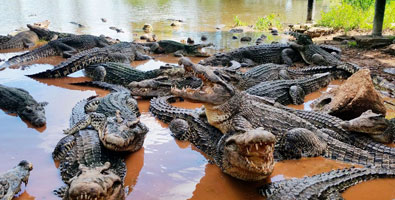 Ciénaga de Zapata, donde la naturaleza es generosa