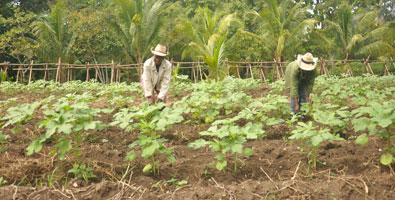 Agroforestal 