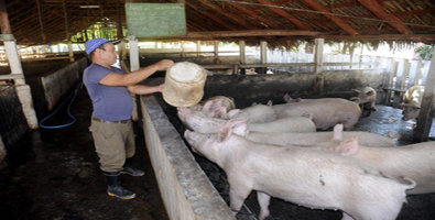 Desarrollar la agricultura a fondo en tierra disponible