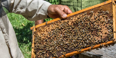 Apicultores de Niquero, líderes del país