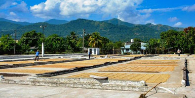 Avanza preparativos en industria cafetalera en Granma