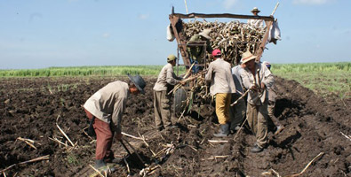 Impulsan siembra de caña agricultores orientales