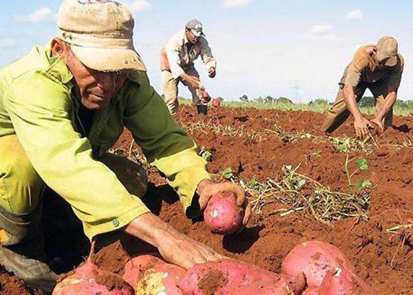 Cuba estructura alternativas para producir más alimentos