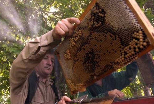 Provincia de Cuba procura despunte en producción de miel