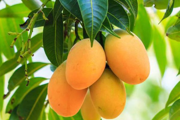 Para cantar y comer frutas