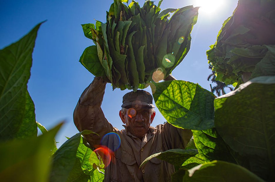 Los habanos nacen en el campo