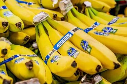 La filial panameña de la multinacional Chiquita despedirá a cerca de 5 000 empleados bajo la acusación de «abandono injustificado de labores» en sus fincas bananeras desde finales de abril pasado en Panamá