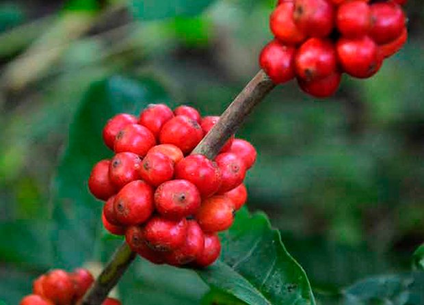 Villa Clara por la producción de café con base científica