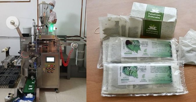Darán  vida a una línea de producción dedicada a infusiones naturales a partir de plantas como moringa, flor de Jamaica y jengibre