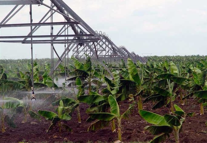 Sector agropecuario, hacer frente a impactos de Melissa