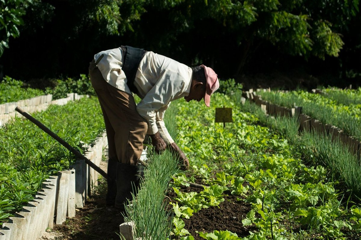 Priorizan cultivos de ciclo corto en el oriente de Cuba