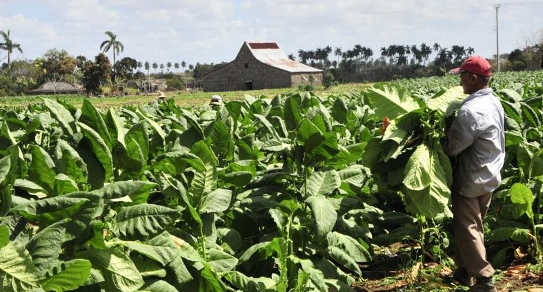 Tabaco con aroma de progreso