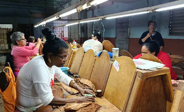 Sin pausa producción de tabaco torcido en municipio villaclareño