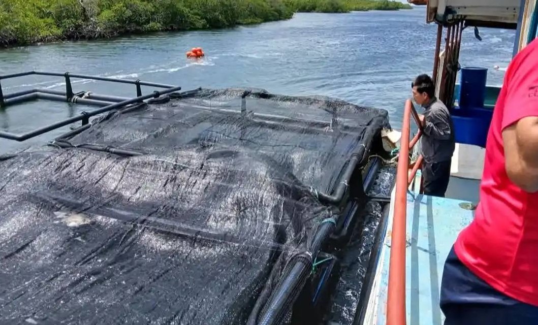 Impulsa Villa Clara cultivo de langosta en jaulas