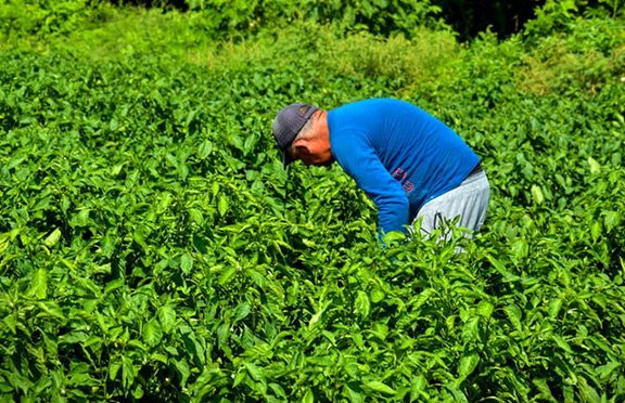Empresa de Propaganda fomenta en Holguín autoconsumo agrícola