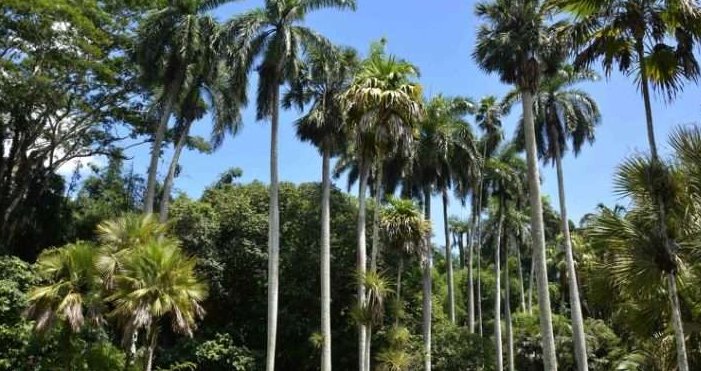 Contribuye la FAO a fortalecer sistema forestal cubano