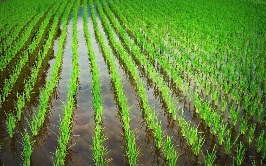 Nuevo estudio apuesta por reducir consumo de agua y aumentar producción de arroz en Cuba