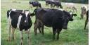 Campesinos ganaderos aportan 65 por ciento de la leche