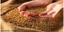 Granos y cereales por la sostenibilidad del futuro