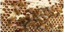 Panal de abejas
