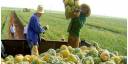 Agricultores avileños