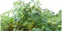 Variedades cubanas de tomates