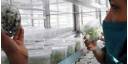 Agricultura cubana