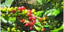 Cafetales de Colombia